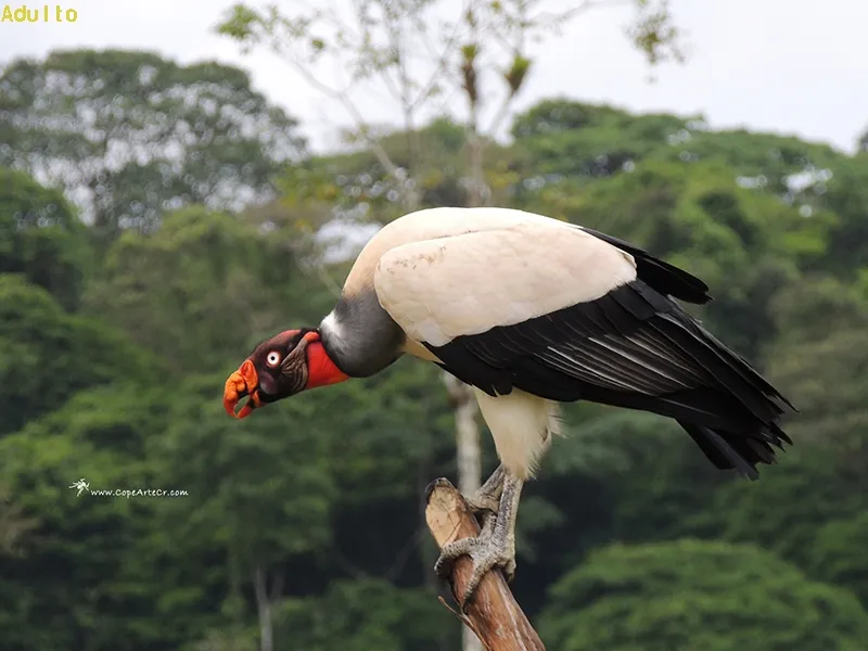 Rey gallinazo, zopilote rey, rey de zopilotes