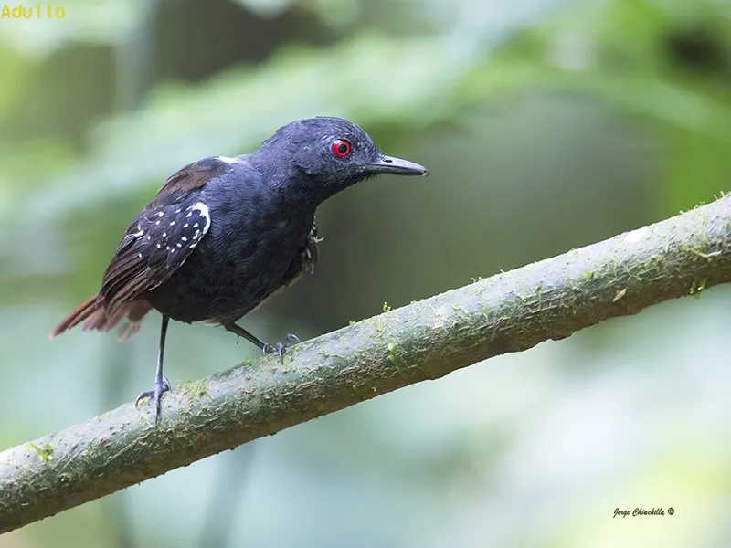 Hormiguero alimaculado