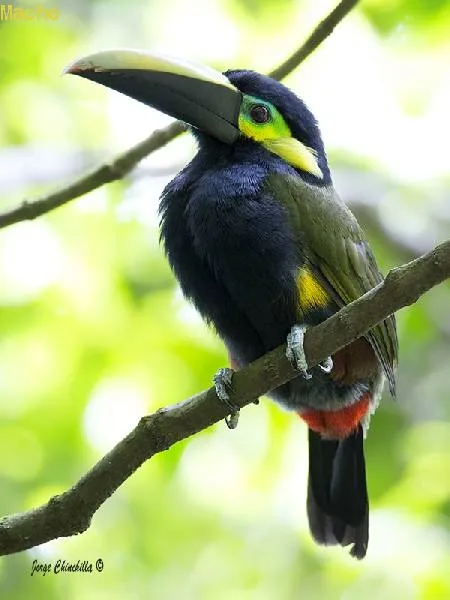 Tucancillo orejiamarillo