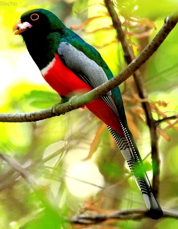Viuda roja, trogon elegante