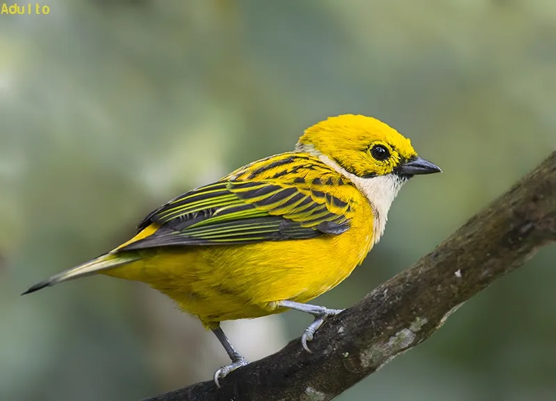 Juanita, tangara dorada