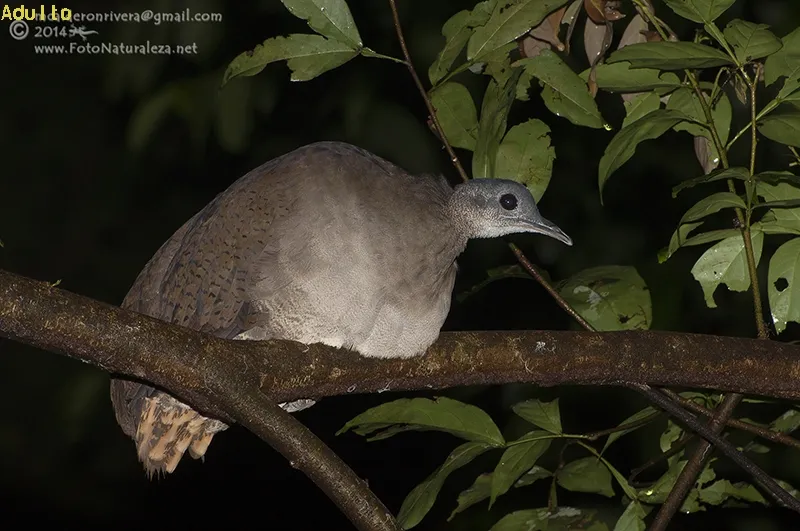 Congolona, gallina de monte, gongolona, perdiz, tinamu grande