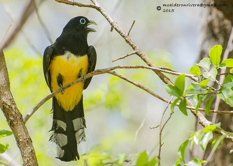 Viuda amarilla, trogon cabecinegro
