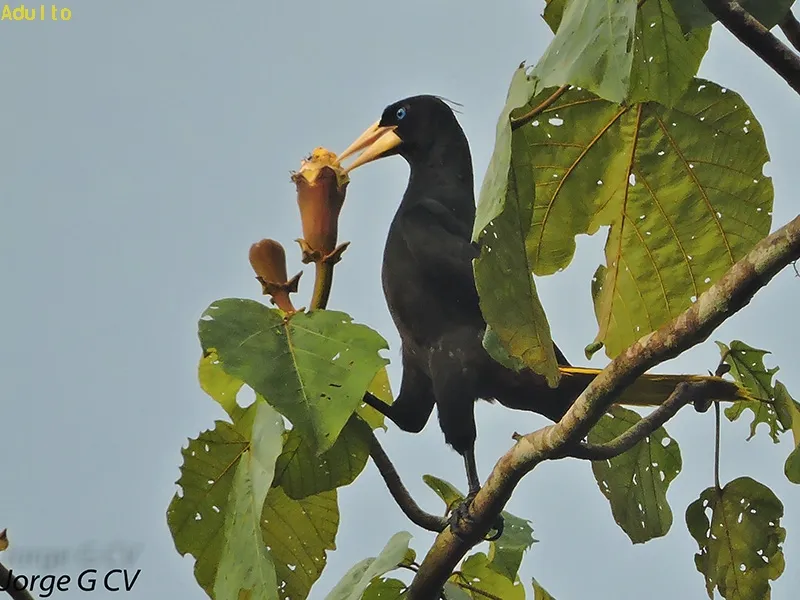 Oropendola crestada