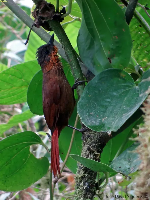 Trepamusgo cuellirojizo