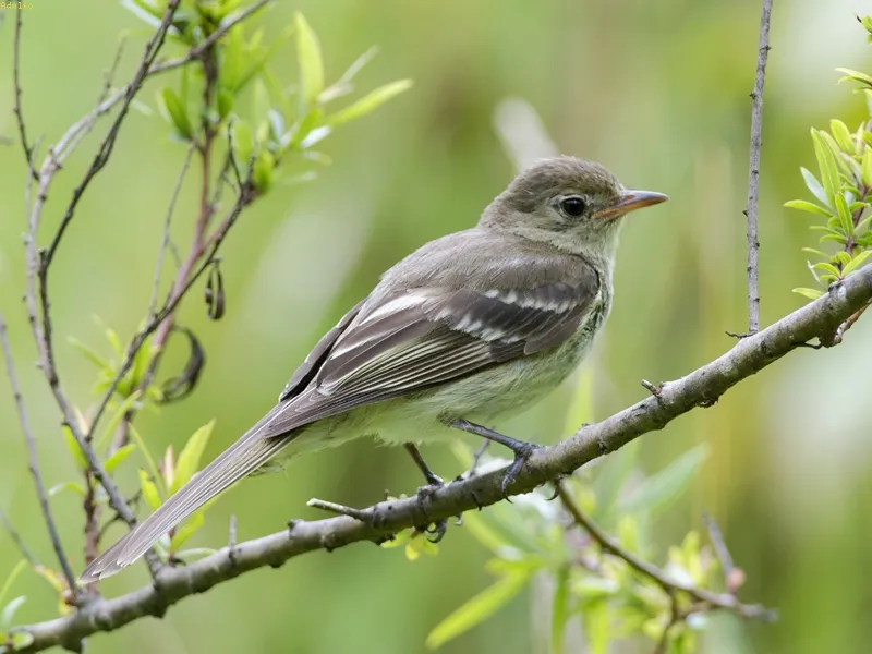 Bobillo, tontillo, elainia montañera