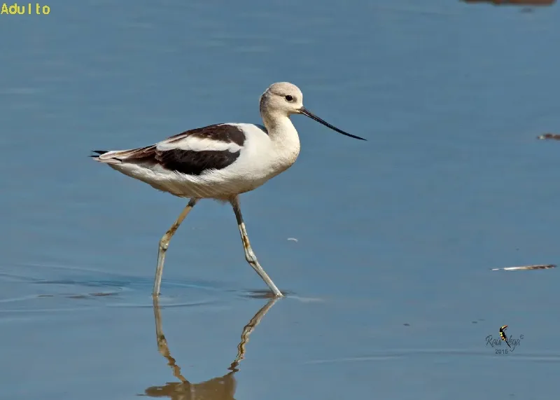 Avoceta americana