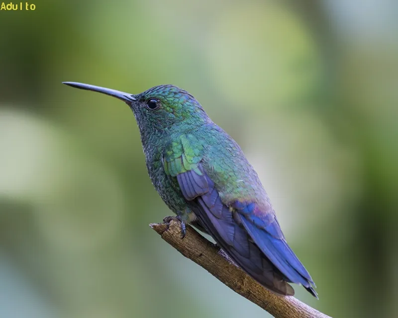 Colibri, gorrion, amazilia culiazul