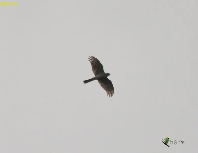 Camaleon, gavilan de Cooper