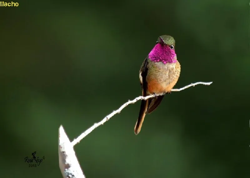 Colibri, gorrion, estrellita gorgimorada