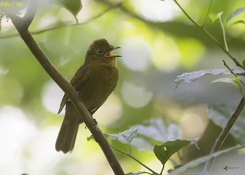 Schiffornis veraepacis