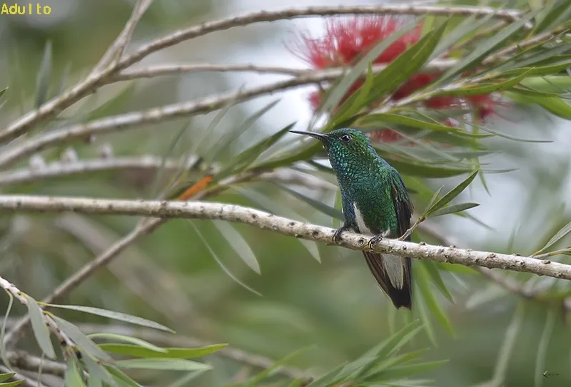 Colibri, gorrion, esmeralda coliblanca