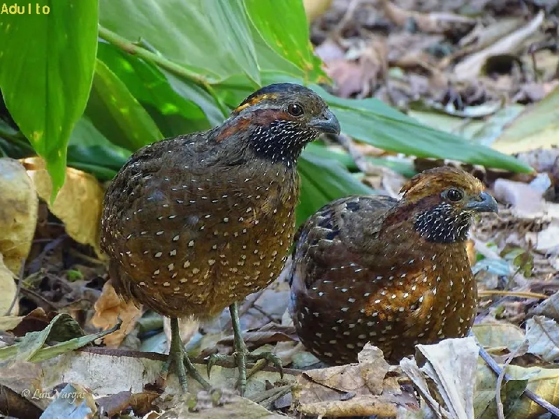 Codorniz, codorniz moteada o pintada