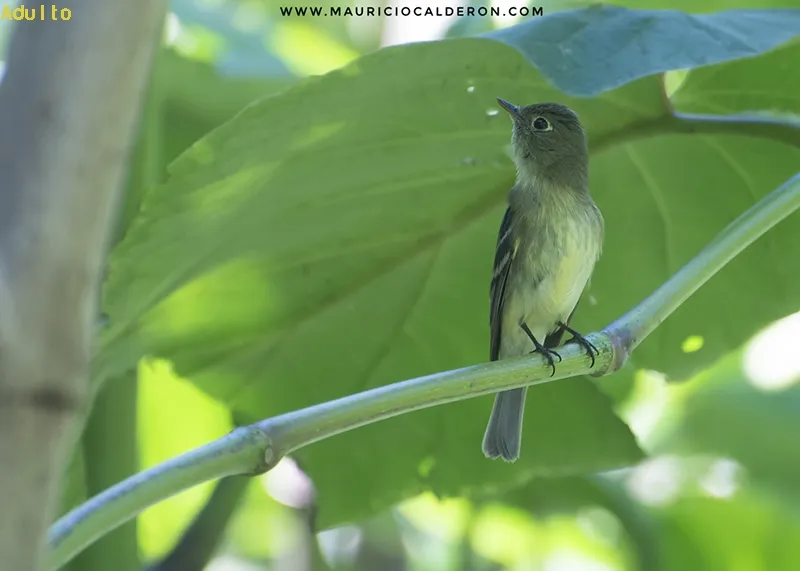 Mosquerito vientriamarillo