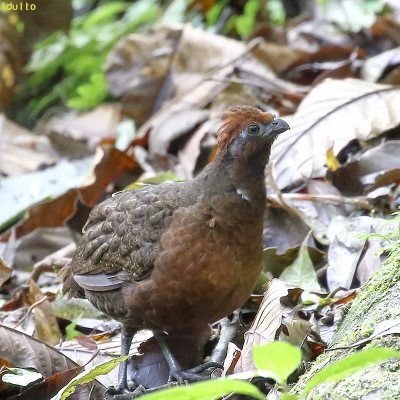 Chirrascua, gallinita, codorniz orejinegra