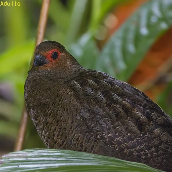 Corcorovado, codorniz carirroja