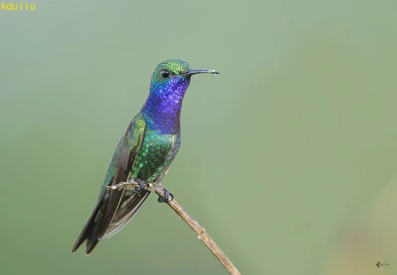 Colibri, gorrion, colibri garganta de zafiro