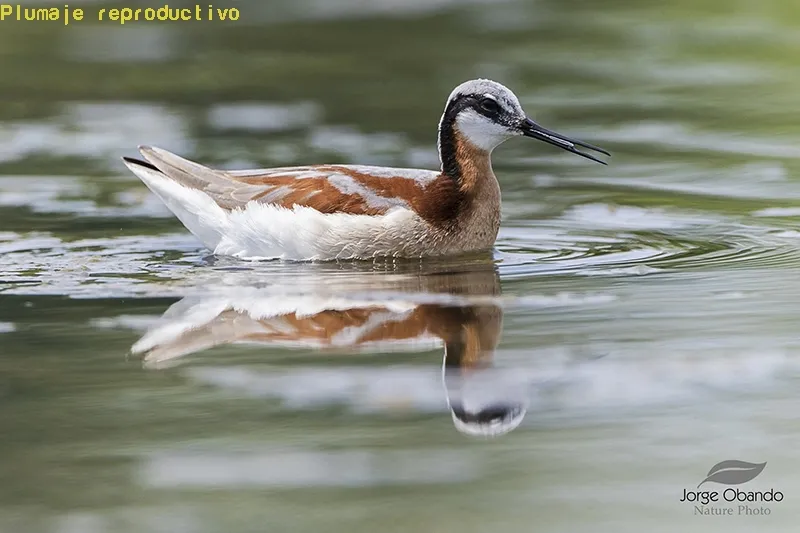 Falaropo tricolor, falaropo de Wilson