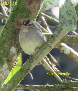 Gorrion corona blanca