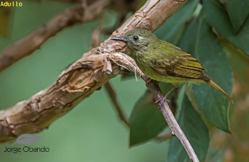 Mosquerito ojimanchado