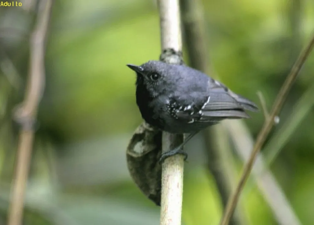 Hormiguerito pizarroso