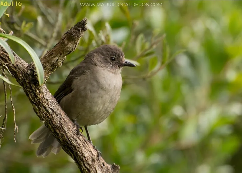 Yiguirro de montaña, mirlo montañero