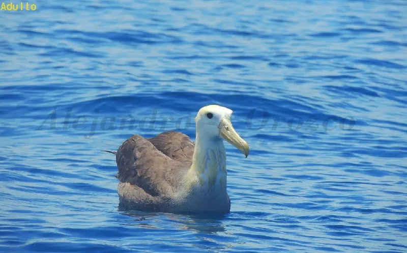 Albatros de las Galápagos