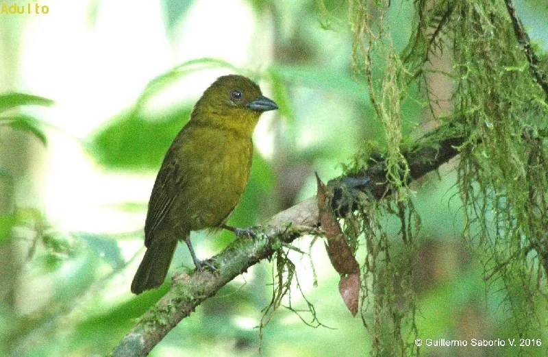 Tangara aceitunada, tangara de Carmiol, Olive Tanager