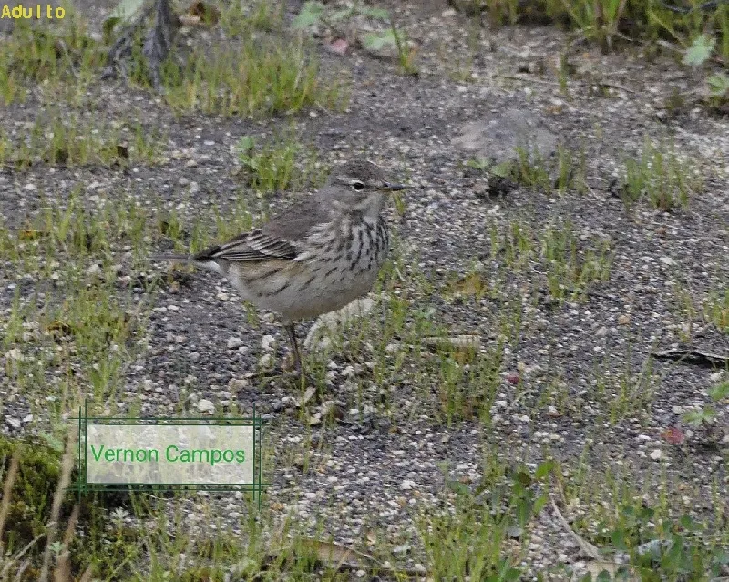 Bisbita norteamericano