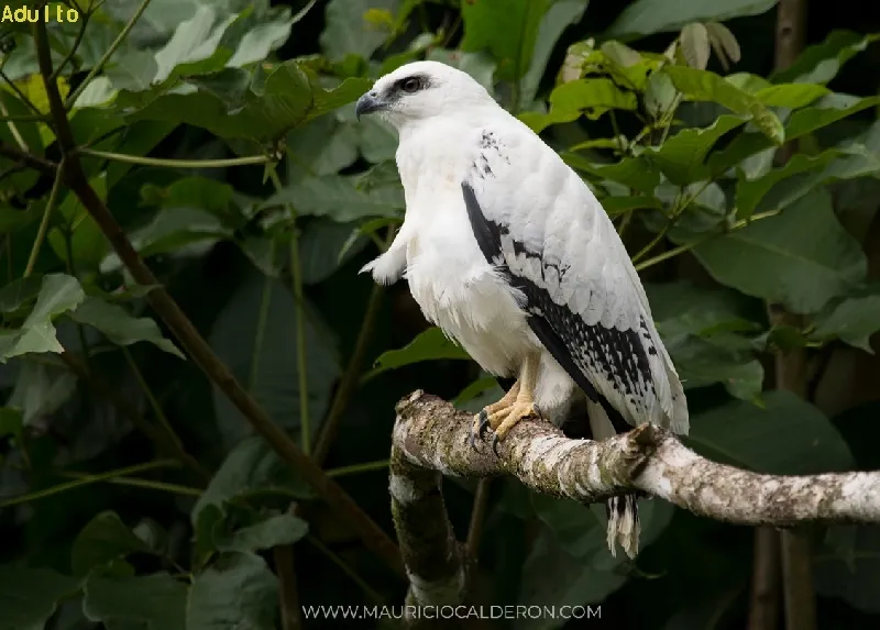 Gavilan, gavilan blanco