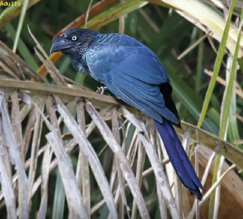 Garrapaero mayor, tijo