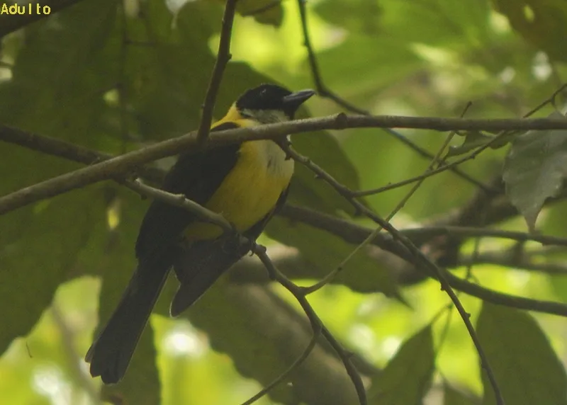 Tangara piquiganchuda