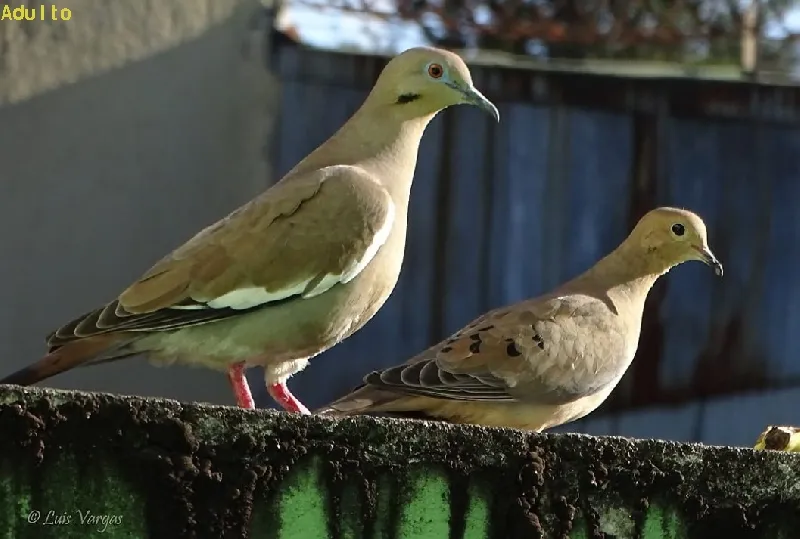 Paloma, paloma rabuda