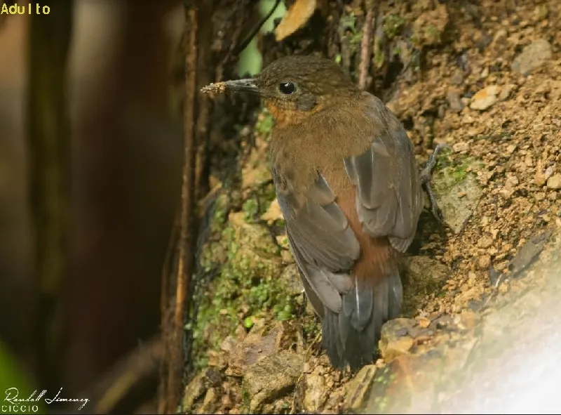 Tirahojas pechirrufo