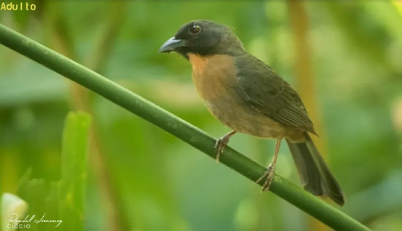 Tangara hormiguera carinegra