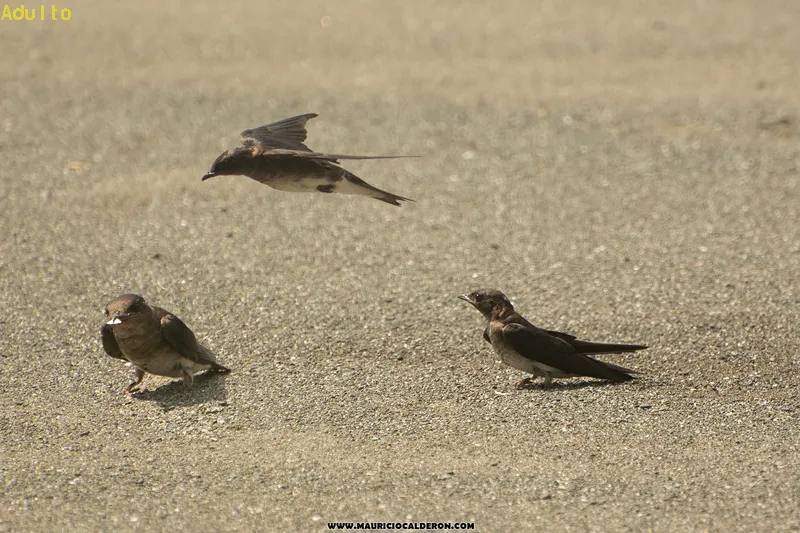 Golondrina alirrasposa norteña