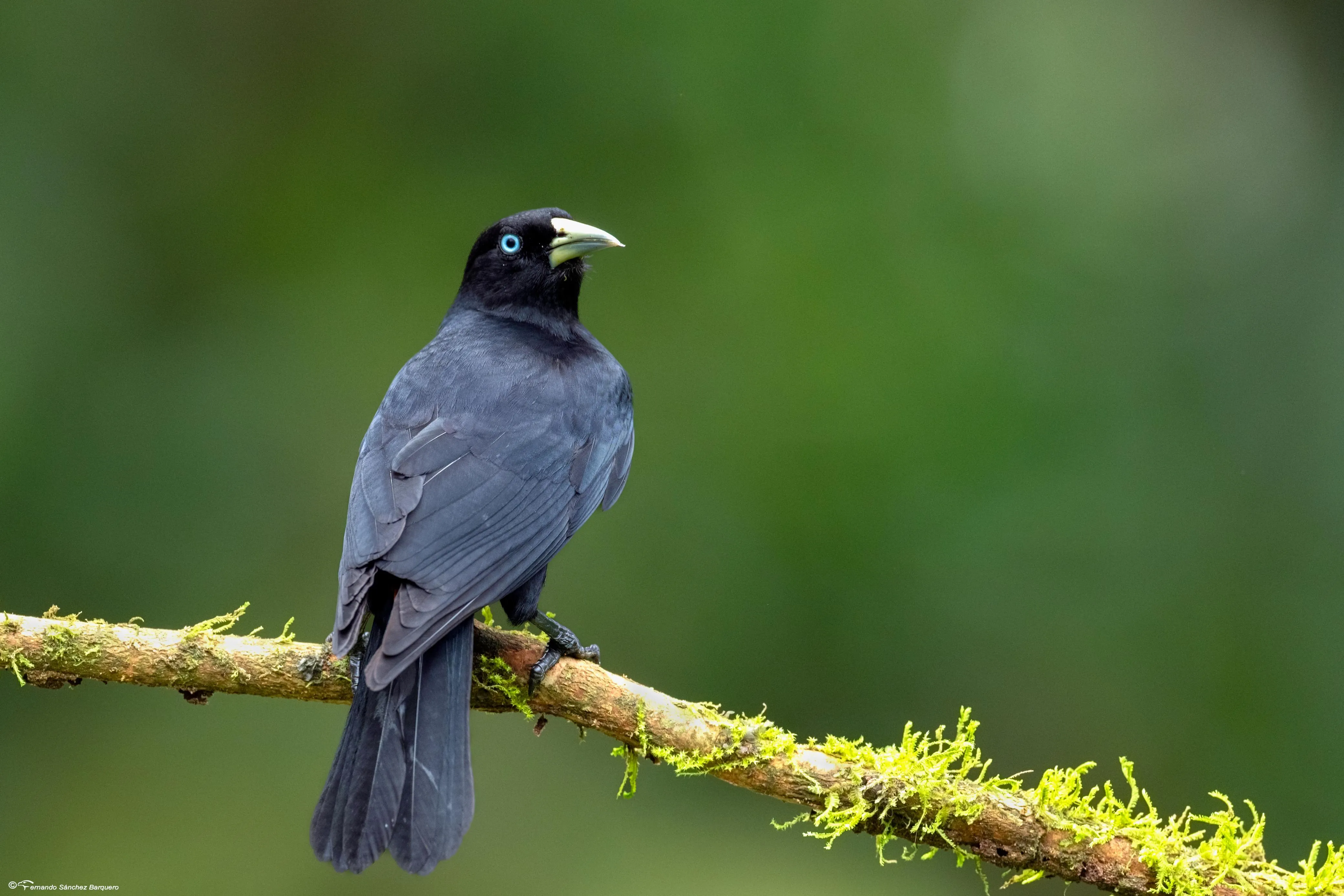 Pico de plata, plio, cacique lomiescarlata