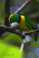 Chlorophonia callophrys