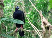 Chamaepetes unicolor