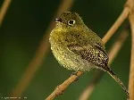 Empidonax flavescens