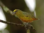 Euphonia gouldi