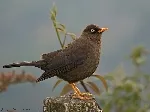Turdus nigrescens