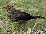 Turdus nigrescens