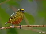 Euphonia gouldi