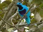 Cotinga ridgwayi