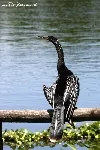 Anhinga anhinga