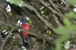 Trogon collaris