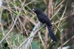 Crotophaga sulcirostris