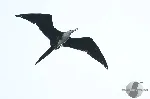 Fregata magnificens