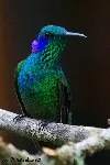 Colibri cyanotus